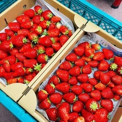 【産地直送！】美味しい🍓いちご🍓 紅ほっぺの画像