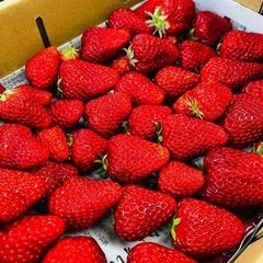 【産地直送！】美味しい🍓いちご🍓 紅ほっぺの画像