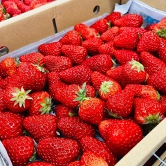 【産地直送！】美味しい🍓いちご🍓 紅ほっぺの画像