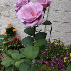 バラ　苗木　の画像