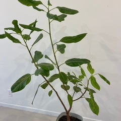 アルテシマの画像