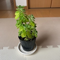 値下げしました！アロマティカス