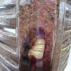 国産カブトムシ幼虫