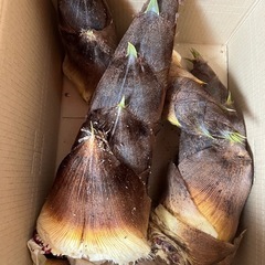 タケノコ1000円