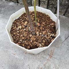 バラ　苗木　の画像