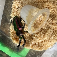 ニジイロクワガタ46ミリオス単品