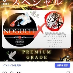 メダカの厳選種親