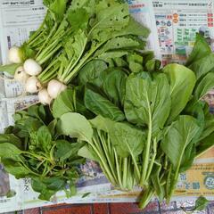 【お取引先決定済】野菜のセット