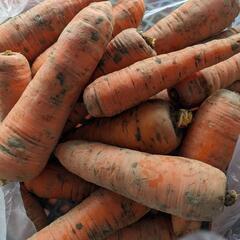 家庭菜園　野菜　訳あり　にんじん　約3kg