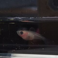 パンダメダカの幼魚。５匹２５０円でお譲りいたします。