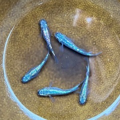 ネプチューン　めだか