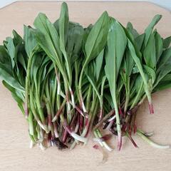 行者にんにく、アイヌネギ500ｇ