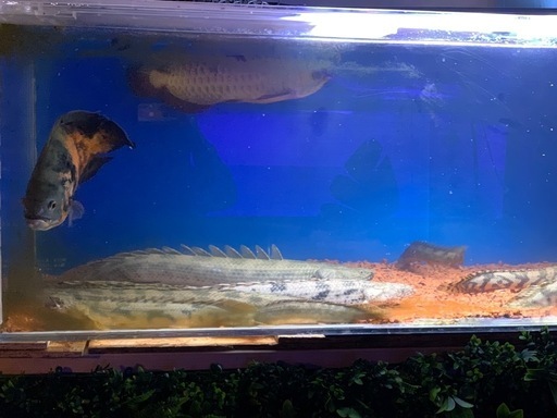 アンソルギー　コンギクス