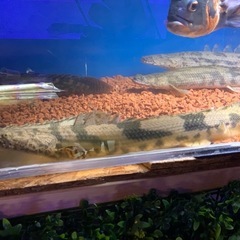 アンソルギー　コンギクスの画像