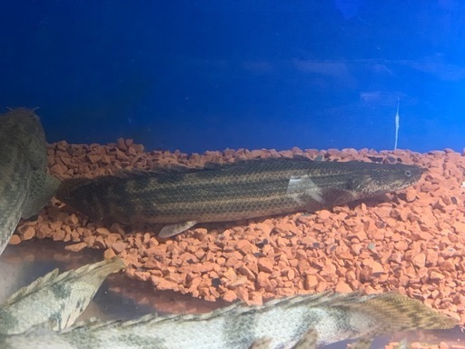 アンソルギー　コンギクス