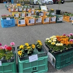 野菜苗