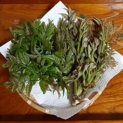 山菜の王様 タラの芽 110g