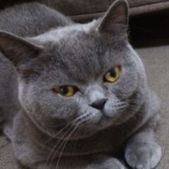 捕獲器貸してください