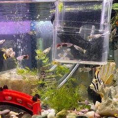20-60代からのファッション通販  グッピー 稚魚(外国産) 大橋のその他の中古 (MiKA) 10匹500円 その他