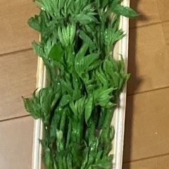 うど