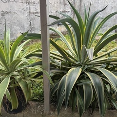 観葉植物　カッコいい　アガベ　売り
