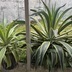 ランキングキーワードに紐づく投稿画像-観葉植物