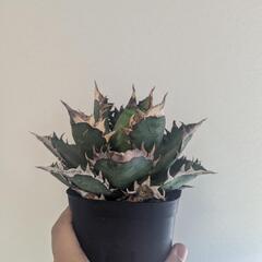 アガベ