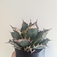 アガベの画像