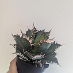 アガベの画像