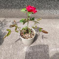 ミニ薔薇　挿し木　赤