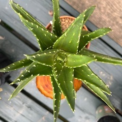 アロエ　多肉植物の画像