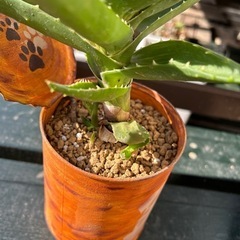 アロエ　多肉植物の画像