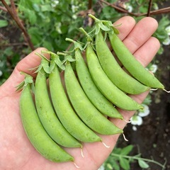 １m2からの畑レンタル！プランターでは育てづらい夏野菜など一株からチャレンジ！の画像
