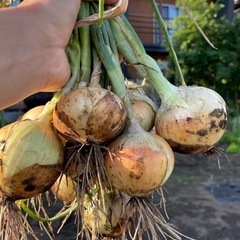 １m2からの畑レンタル！プランターでは育てづらい夏野菜など一株からチャレンジ！の画像