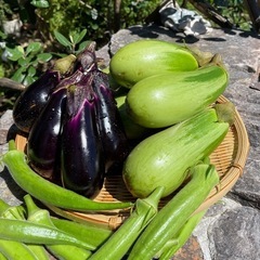 １m2からの畑レンタル！プランターでは育てづらい夏野菜など一株からチャレンジ！の画像