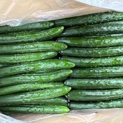 佐賀県産🥒胡瓜入荷しました！✨本日3本¥100