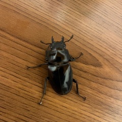 ギラファノコギリクワガタ♀　　