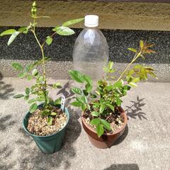 ミニ薔薇　挿し木　苗の画像