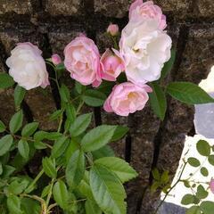 ミニ薔薇　挿し木　苗の画像