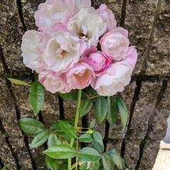 ミニ薔薇　挿し木　苗の画像