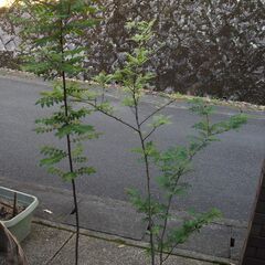  山椒苗 ハーブ 植物苗 100-180cm 無農薬の画像