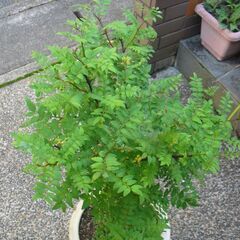  山椒苗 ハーブ 植物苗 100-180cm 無農薬の画像