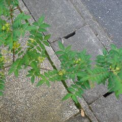  山椒苗 ハーブ 植物苗 100-180cm 無農薬の画像