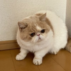 一歳11ヶ月のエキゾチックショートヘアー