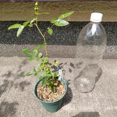 ミニ薔薇　挿し木