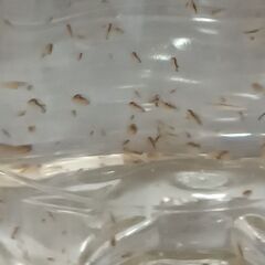 オオミジンコ　１５０匹＋α　　　　　　　 　　　　　　　　　　　...