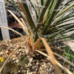 ユッカ　エラータの画像