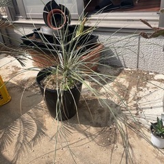 ユッカ　エラータ