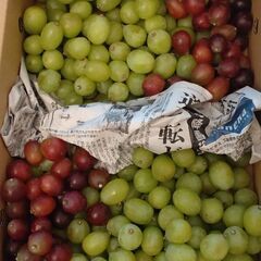 お値下げ中　③6500円相当分 皮ごと食べられるブドウ🍇ぶどう ...