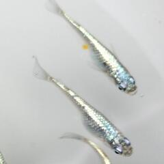 【改良メダカ】ネプチューン　1ペアの画像
